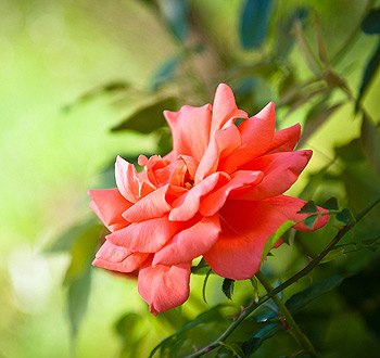 价格实惠的在线电话平台