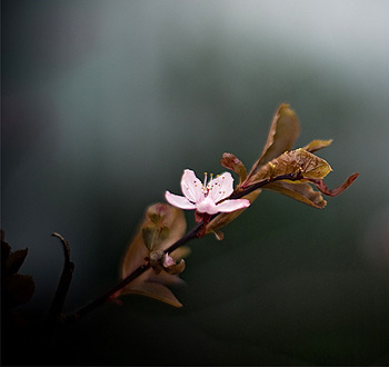 打爆别人手机号的软件